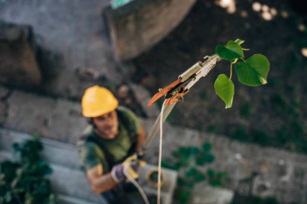 How Our Tree Care Process Works  in  Lacon, IL