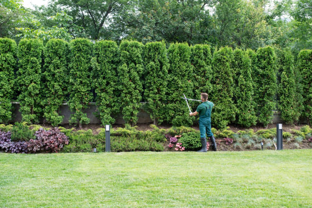 Best Hedge Trimming  in Lacon, IL